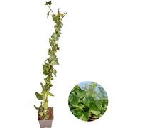 Hedera Hibernica - Lierre - rameau - ↨80-100cm