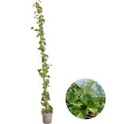 Hedera Hibernica - Lierre - Roses trémières