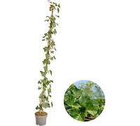 Hedera Hibernica - Lierre - Roses trémières