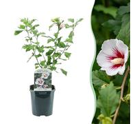Heesters - Hibiscus syriacus Hamabo - Bloem Licht roze - 1 Plant - Bladverliezend - Weinig Onderhoud - 35-45cm - Ø18cm - Plante de jardin