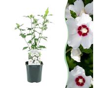 Heesters - Hibiscus syriacus Red Heart - Bloem Wit Met Rood Hart - 1 Plant - Bladverliezend - Weinig Onderhoud - 35-45cm - Ø18cm - Plante de jardin