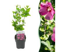 Heesters - Hibiscus syriacus Woodbridge - Bloem Roze - 1 Plant - Bladverliezend - Weinig Onderhoud - 35-45cm - Ø18cm - Plante de jardin