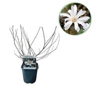 Heesters - Magnolia Stellata - Bloem Wit - 1 Plant - Bladverliezend - Weinig Onderhoud - 35-45cm - Ø18cm - Plante de jardin