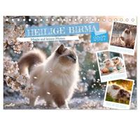 Heilige Birma - Magie auf leisen Pfoten (Tischkalender 2027 DIN A5 quer), CALVENDO Monatskalender: Traumhafte Augenblicke voller Katzenzauber