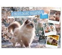 Heilige Birma - Magie auf leisen Pfoten (Wandkalender 2027 DIN A4 quer), CALVENDO Monatskalender: Traumhafte Augenblicke voller Katzenzauber