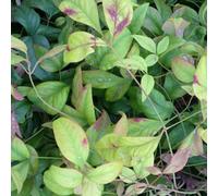 Heiliger Bambus - Nandina Domestica 'Firepower' - 40-50 cm en conteneur