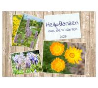 Heilpflanzen aus dem Garten (Wandkalender 2026 DIN A2 quer), CALVENDO Monatskalender: Vergessene Heilkräuter wieder kennenlernen