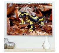 Heimische Amphibien (hochwertiger Premium Wandkalender 2026 DIN A2 quer), Kunstdruck in Hochglanz: Frösche, Molche, Salamander, Kröten und Unken ... unserer Heimat und bedürfen besonderem Schutz