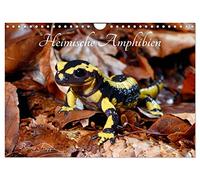 Heimische Amphibien (Wandkalender 2026 DIN A4 quer), CALVENDO Monatskalender: Frösche, Molche, Salamander, Kröten und Unken gehören zu den ... unserer Heimat und bedürfen besonderem Schutz