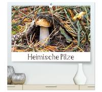 Heimische Pilze (hochwertiger Premium Wandkalender 2026 DIN A2 quer), Kunstdruck in Hochglanz: Bekannte Pilze der heimischen Wälder