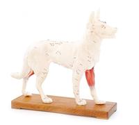 HeineScientific modèle d'acunpuncture canine