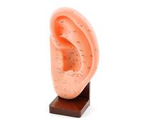 HeineScientific modèle d'acupuncture auriculaire
