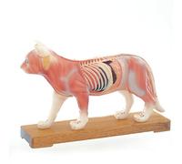 HeineScientific modèle d'acupuncture féline