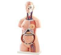 HeineScientific modèle de torse, 40 pièces
