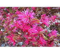Heirloom 5 Semi Loropetalum chinense Var. Rubrum 'Daruma' Exotic Rare Sementi delle piante