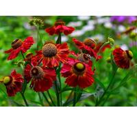 Helenium, Hélénie rouge 50, plante vivace