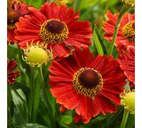 Helenium Mariachi Salsa Plantes de jardin prêtes à l'extérieur Plante vivace rustique en pot
