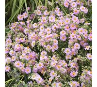 Helianthemum Lawrenson's Pink - Une plante de rocaille alpine rustique