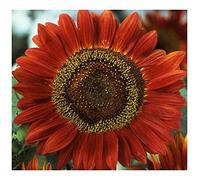 Helianthus annuus Red Sun - Tournesol soleil rouge - 10 graines