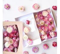 Helichrysum - Têtes de fleurs de paille séchées - Fleurs séchées durables pour la décoration et le bricolage - Variantes de couleurs - Boîte cadeau avec fenêtre - Décoration pour couronnes, bougies et