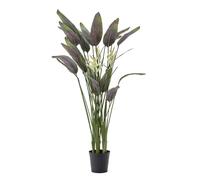 Heliconia pot 180 cm POT H22D25 - Lou De Castellane