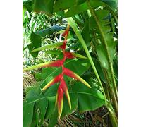 Heliconia Riopalenquensis - Rouge vif Pendentif - Graines de plantes tropicales rares (5)
