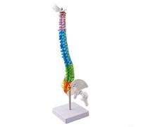 Helilyco Modèle humain 45 cm Colonne vertébrale anatomique aide pédagogique à code couleur (45 cm)