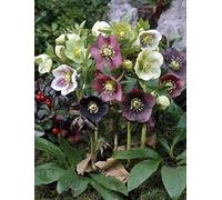 Helleborus Mixed Hybrids Flower Seeds, Various Colour Christmas Rose, Beautiful Multi-Coloured Flowers for Home Garden Seeds ing Seeds by Heavy Torch, Pack of 5 Seeds: Only seeds