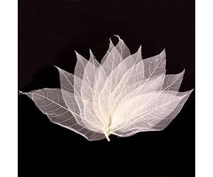 Hellery 50x Squelettes de Feuilles Chic de Mariage Craft DIY Blanc
