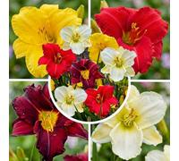 Hémérocalle Hemerocallis, 5 racines en mélange de 5 variétés, de Hollande | Vivace rustique facile d'entretien, nouvelles fleurs chaque jour de juin à août, au soleil ou à mi-ombre, en massif ou bac