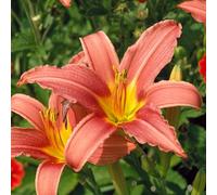 Hémérocalle Pink Damask : une plante vivace idéale pour le jardin