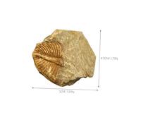Hemobllo 2 pièces Spécimens Fossiles Trilobite Queue Décor de Bureau Accessoire Archéologie Enseignement Étudiant Kit Collection