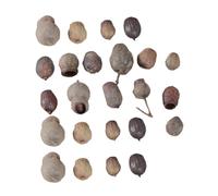 Hemobllo 24 Mini Fruits Secs Naturels pour Décoration de Noël, Accessoires pour Couronne et Sapin, 24 Pièces Taille Aléatoire, Décorations de Cadre Photo et Bricolage Festif