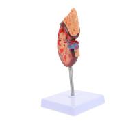 Hemobllo Base Outil Éducatif pour Écoles et Universités Médicales pour Dissection et Apprentissage des Structures Internes Corps Humain