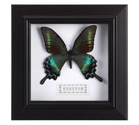 Hemobllo Cadre Décoratif Artificiel Vert Été Spécimen Mural Artisanal Support d'Affichage pour Décoration Maison et Bureau Objet d'Art Naturel DIY Présent Anniversaire Unique