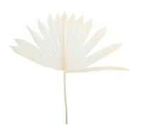 Hemobllo Décoration Murale en Feuilles de Palmier Séchées Fleur Séchée Blanche Composition de Fleur Ornement pour Maison Fête Vitrine Ambiance Naturelle