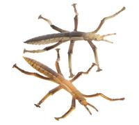 Hemobllo Figurines d'Insectes Phasme pour Garçon et Filles Lot de 2 Modèles Réalistes en Plastique Jouets Éducatifs pour Exploration et Apprentissage Décoration de Fête ou Maison