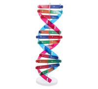 Hemobllo Kit de Modèle Adn Double Outil Pédagogique pour Enseignement des Sciences Représentation Précise des Structures Génétiques Équipement Didactique pour Expériences Scientifiques