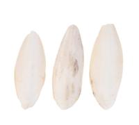 Hemobllo Mâcher en Os de Seiche Calcium pour Perroquet, 3 Pièces | Beige, Source Alimentaire de Calcium, pour Cage Balcon, Adapté aux Perruches et Petits Rongeurs