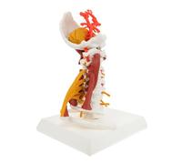 Hemobllo Modèle Anatomique De Vertèbre Cervicale 24 Vertèbres Et Vaisseaux Sanguins Pour L'enseignement Démonstration