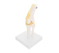 Hemobllo Modèle Anatomique Du Genou Humain Grandeur Nature avec Ligaments Modèle Squelette Articulé PVC Lavable sur Support Étude Anatomique et Éducation Patient
