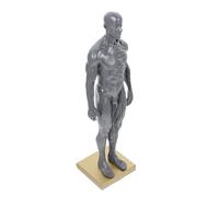 Hemobllo Modèle Anatomique Musculaire pour Dessin Artistique Miniature Semi-buste Résine Grise Structure Musculaire Détaillée pour Étude et Enseignement Couleur Aléatoire