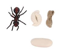 Hemobllo Modèle Cycle de Croissance Fourmi Rouge Kit Educatif PVC Cognitif Garçon Fille Apprentissage Nature