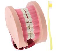 Hemobllo Modèle de Dents Standard Réaliste pour Enseignement Scientifique Garçon Fille Simulation Anatomique Sûre pour Apprentissage Oral Scolaire