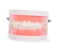 Hemobllo Modèle pour Enseignement Oral Modèle Buccal Adulte de Dents Pédagogique pour Démonstration Étude et Apprentissage