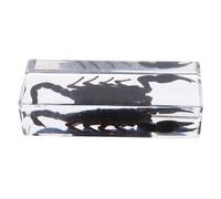 Hemobllo Presse-papiers Spécimen Insecte Résine Transparente Poids de Scorpion Décor Bureau Maison Objet Éducatif pour Amateurs de Sciences et