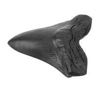 Hemobllo Réplique de Dent Mégalodon Géante Décor Paléontologique Réaliste pour Collection et Enseignement