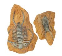 HEMOTON 2 Pièces Décor de Terrarium pour Reptiles Résine Résistante sans Odeur Simulation Fossile de Trilobite pour Gecko et Petits Animaux Décor et Stable pour Boîte à Reptiles