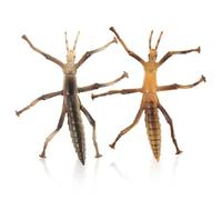 HEMOTON 2 Pièces Modèles Insectes Réalistes Jouets Éducatifs pour Garçon Fille Figurines Exploration Scientifique Modèles de Phasmes Plastique pour Fête et Apprentissage