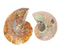 HEMOTON 2pcs Ornement D'ammonite Fossile Véritable pour L'enseignement, Échantillon Pédagogique pour Laboratoire et Matériel Éducatif Garçon et Filles Enseignants